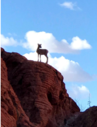 Big Horn sheep on top of mountain