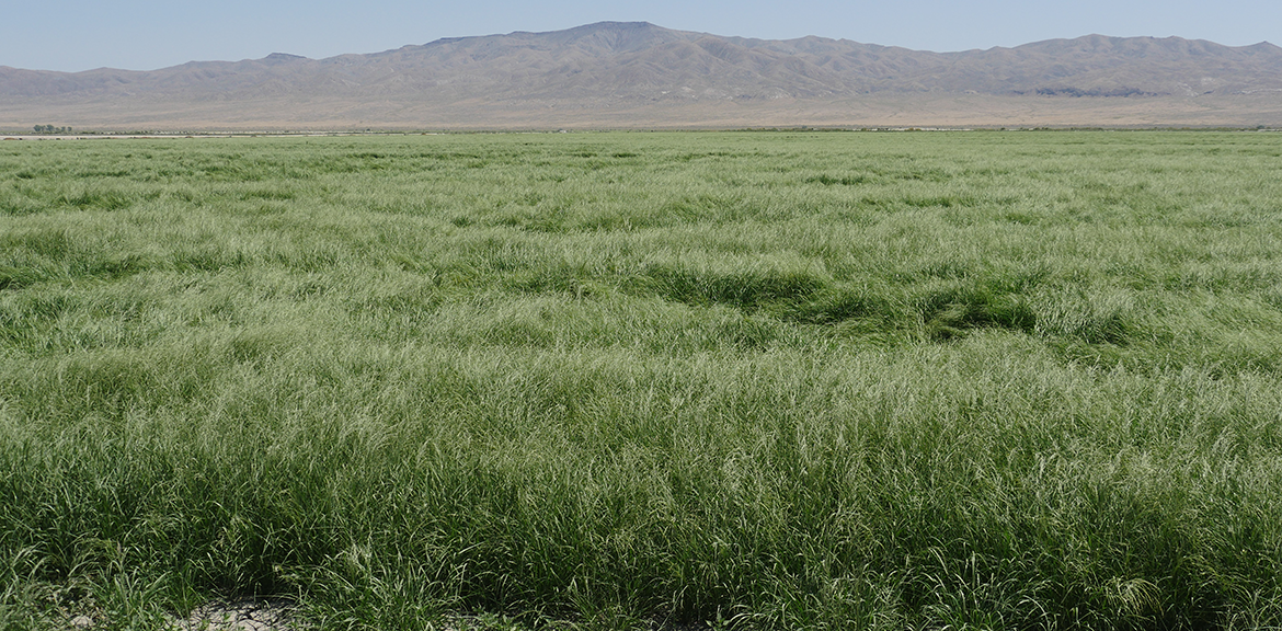 Nevada agriculture